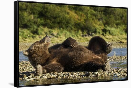 Resting Brown Bear, Katmai National Park, Alaska-Paul Souders-Framed Stretched Canvas