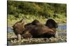 Resting Brown Bear, Katmai National Park, Alaska-Paul Souders-Stretched Canvas