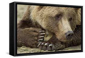 Resting Brown Bear, Katmai National Park, Alaska-null-Framed Stretched Canvas