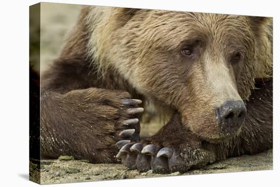 Resting Brown Bear, Katmai National Park, Alaska-null-Stretched Canvas