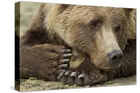 Resting Brown Bear, Katmai National Park, Alaska-null-Stretched Canvas