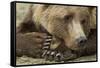 Resting Brown Bear, Katmai National Park, Alaska-null-Framed Stretched Canvas