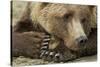 Resting Brown Bear, Katmai National Park, Alaska-null-Stretched Canvas