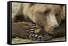 Resting Brown Bear, Katmai National Park, Alaska-null-Framed Stretched Canvas