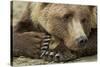 Resting Brown Bear, Katmai National Park, Alaska-null-Stretched Canvas
