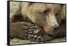 Resting Brown Bear, Katmai National Park, Alaska-null-Framed Stretched Canvas