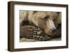 Resting Brown Bear, Katmai National Park, Alaska-null-Framed Premium Photographic Print