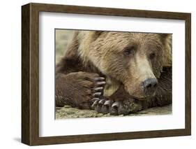 Resting Brown Bear, Katmai National Park, Alaska-null-Framed Premium Photographic Print