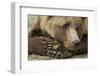 Resting Brown Bear, Katmai National Park, Alaska-null-Framed Premium Photographic Print