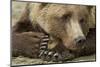 Resting Brown Bear, Katmai National Park, Alaska-null-Mounted Premium Photographic Print