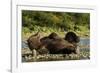 Resting Brown Bear, Katmai National Park, Alaska-Paul Souders-Framed Photographic Print