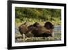 Resting Brown Bear, Katmai National Park, Alaska-Paul Souders-Framed Photographic Print