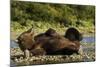 Resting Brown Bear, Katmai National Park, Alaska-Paul Souders-Mounted Photographic Print