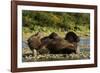 Resting Brown Bear, Katmai National Park, Alaska-Paul Souders-Framed Photographic Print