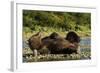 Resting Brown Bear, Katmai National Park, Alaska-Paul Souders-Framed Photographic Print