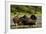 Resting Brown Bear, Katmai National Park, Alaska-Paul Souders-Framed Photographic Print