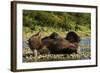 Resting Brown Bear, Katmai National Park, Alaska-Paul Souders-Framed Photographic Print