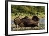 Resting Brown Bear, Katmai National Park, Alaska-Paul Souders-Framed Photographic Print