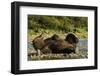 Resting Brown Bear, Katmai National Park, Alaska-Paul Souders-Framed Photographic Print