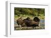 Resting Brown Bear, Katmai National Park, Alaska-Paul Souders-Framed Photographic Print