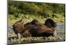 Resting Brown Bear, Katmai National Park, Alaska-Paul Souders-Mounted Photographic Print