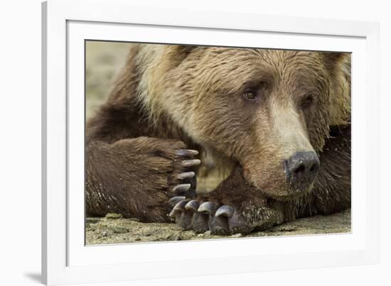 Resting Brown Bear, Katmai National Park, Alaska-null-Framed Photographic Print