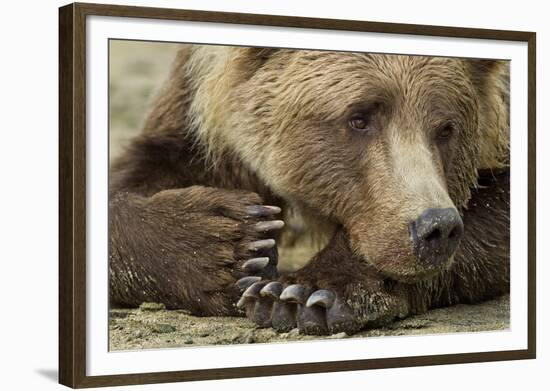 Resting Brown Bear, Katmai National Park, Alaska-null-Framed Photographic Print