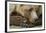 Resting Brown Bear, Katmai National Park, Alaska-null-Framed Photographic Print