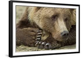 Resting Brown Bear, Katmai National Park, Alaska-null-Framed Photographic Print