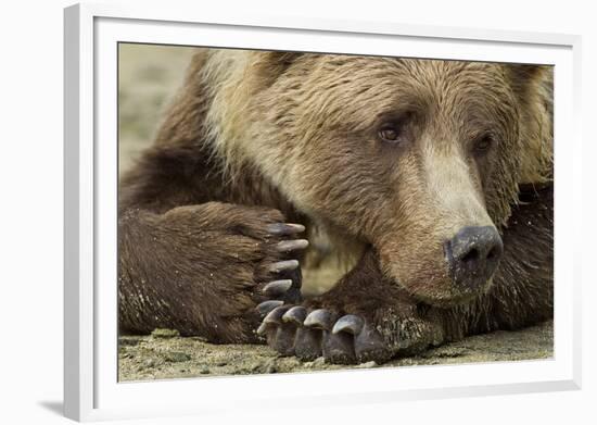 Resting Brown Bear, Katmai National Park, Alaska-null-Framed Photographic Print