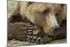 Resting Brown Bear, Katmai National Park, Alaska-null-Mounted Photographic Print