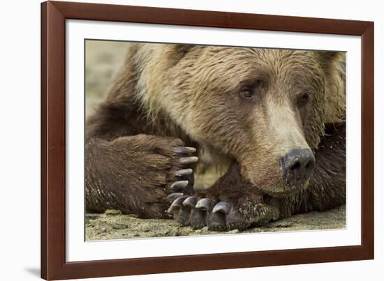 Resting Brown Bear, Katmai National Park, Alaska-null-Framed Photographic Print