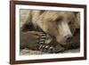 Resting Brown Bear, Katmai National Park, Alaska-null-Framed Photographic Print