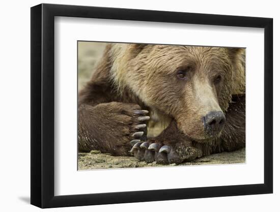 Resting Brown Bear, Katmai National Park, Alaska-null-Framed Photographic Print