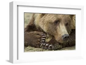 Resting Brown Bear, Katmai National Park, Alaska-null-Framed Photographic Print