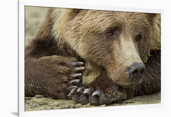 Resting Brown Bear, Katmai National Park, Alaska-null-Framed Photographic Print