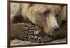 Resting Brown Bear, Katmai National Park, Alaska-null-Framed Photographic Print