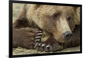 Resting Brown Bear, Katmai National Park, Alaska-null-Framed Photographic Print