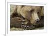 Resting Brown Bear, Katmai National Park, Alaska-null-Framed Photographic Print