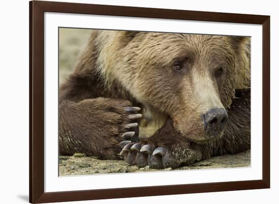 Resting Brown Bear, Katmai National Park, Alaska-null-Framed Photographic Print