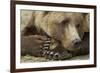 Resting Brown Bear, Katmai National Park, Alaska-null-Framed Photographic Print
