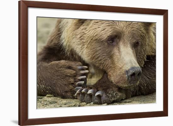 Resting Brown Bear, Katmai National Park, Alaska-null-Framed Photographic Print