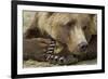 Resting Brown Bear, Katmai National Park, Alaska-null-Framed Photographic Print