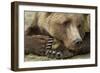 Resting Brown Bear, Katmai National Park, Alaska-null-Framed Photographic Print