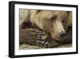 Resting Brown Bear, Katmai National Park, Alaska-null-Framed Photographic Print