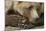 Resting Brown Bear, Katmai National Park, Alaska-null-Mounted Photographic Print