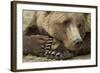 Resting Brown Bear, Katmai National Park, Alaska-null-Framed Photographic Print