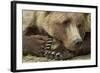 Resting Brown Bear, Katmai National Park, Alaska-null-Framed Photographic Print