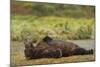 Resting Brown Bear, Katmai National Park, Alaska-Paul Souders-Mounted Photographic Print