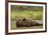 Resting Brown Bear, Katmai National Park, Alaska-Paul Souders-Framed Photographic Print